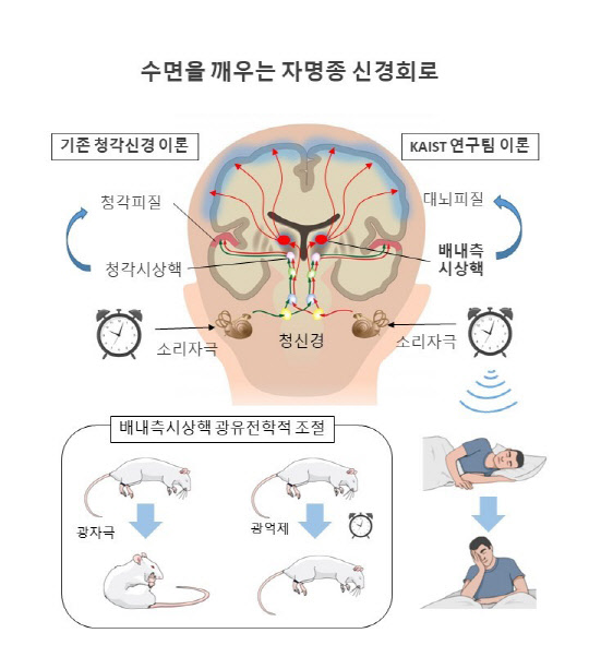 KAIST는 배내측 시상핵이 소리에 반응해 동물이 잠을 자는 동안 깨어 있도록 하는 매커니즘을 밝혀냈다.  KAIST 제공